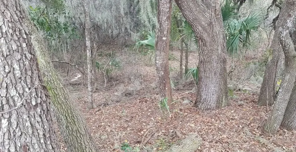 Affordable yard cleanup service for residential properties across Inverness, FL - Goran's Lawncare & Tree's