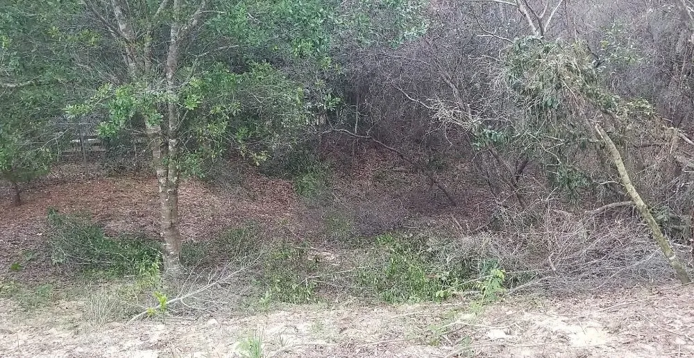 Affordable lawn care service in Inverness, FL by Goran's Lawncare & Tree's