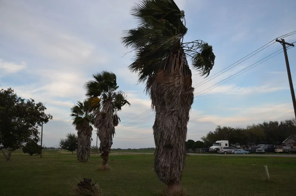 Trusted lawn care service for outdoor upgrades in Harlingen, TX by Gordillo Tree Services and Landscaping