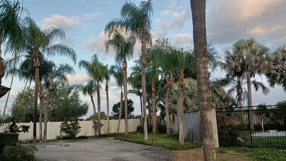 Reliable yard cleanup service for residential properties across Harlingen, TX - Gordillo Tree Services and Landscaping