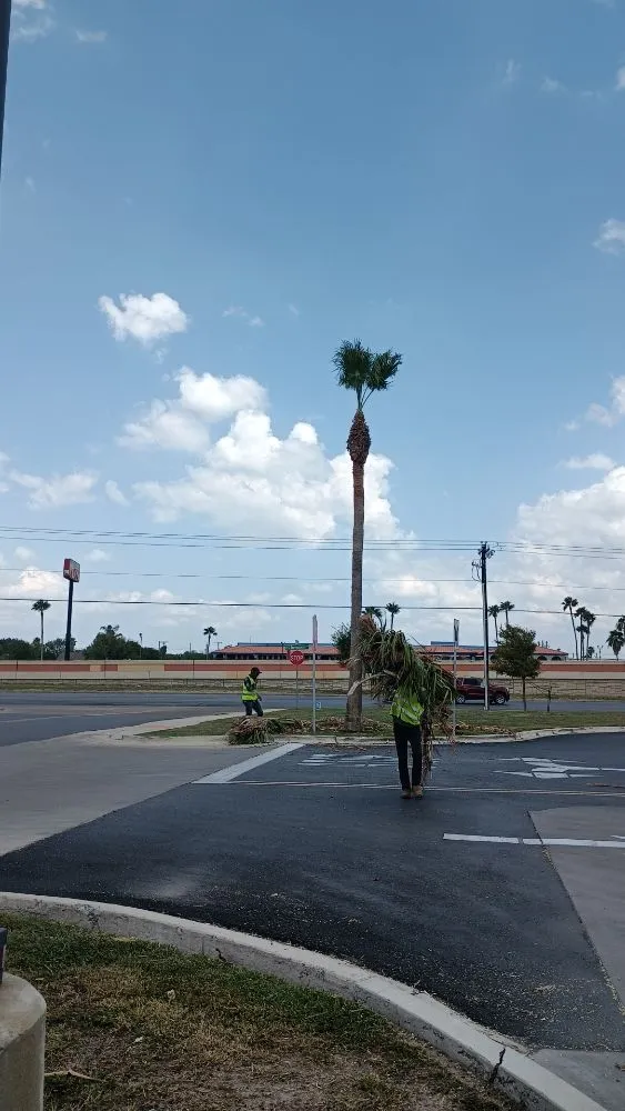 Trusted landscape installation experts serving Harlingen, TX - Gordillo Tree Services and Landscaping