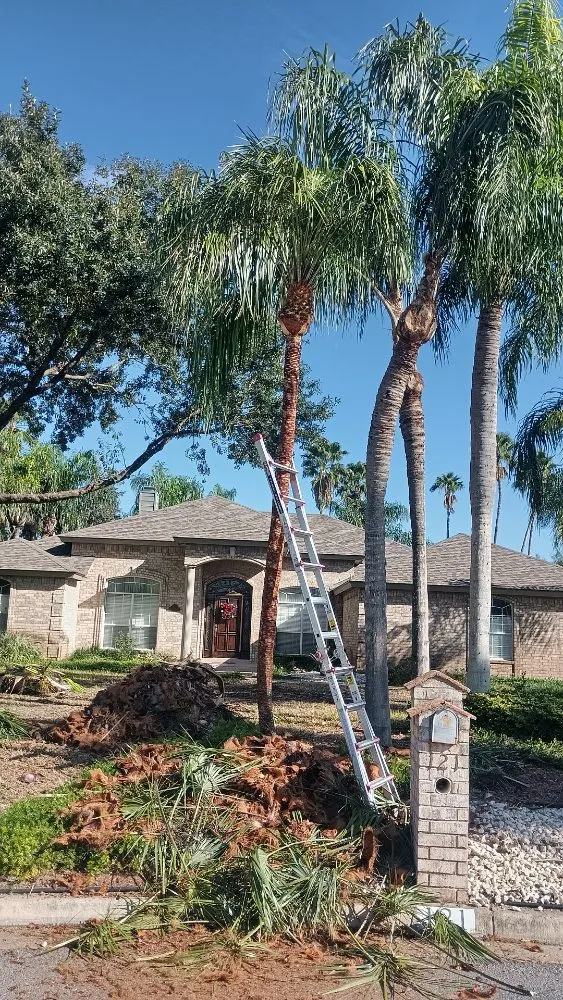 Trusted landscape installation for year-round maintenance in Harlingen, TX by Gordillo Tree Services and Landscaping