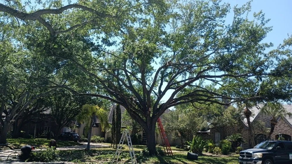 Professional yard cleanup service in Harlingen, TX - Gordillo Tree Services and Landscaping