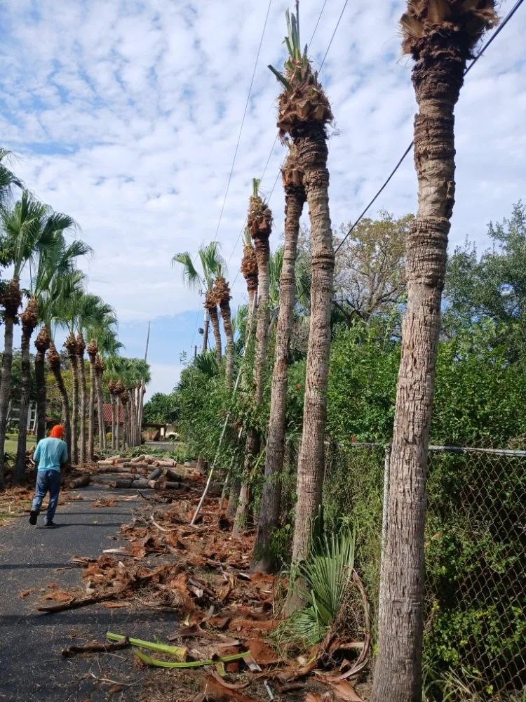Professional yard maintenance in Harlingen, TX by Gordillo Tree Services and Landscaping