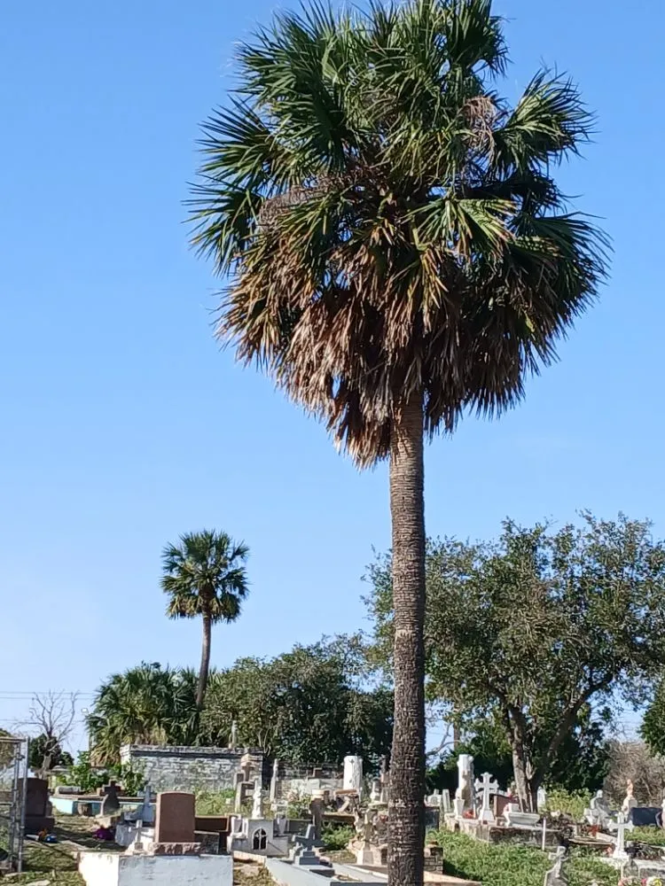 Affordable landscaping services with custom design in Harlingen, TX by Gordillo Tree Services and Landscaping