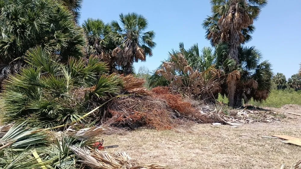 Top-rated lawn care service in Harlingen, TX by Gordillo Tree Services and Landscaping