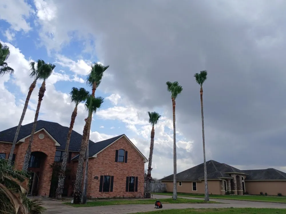 Expert yard cleanup service near you in Harlingen, TX by Gordillo Tree Services and Landscaping