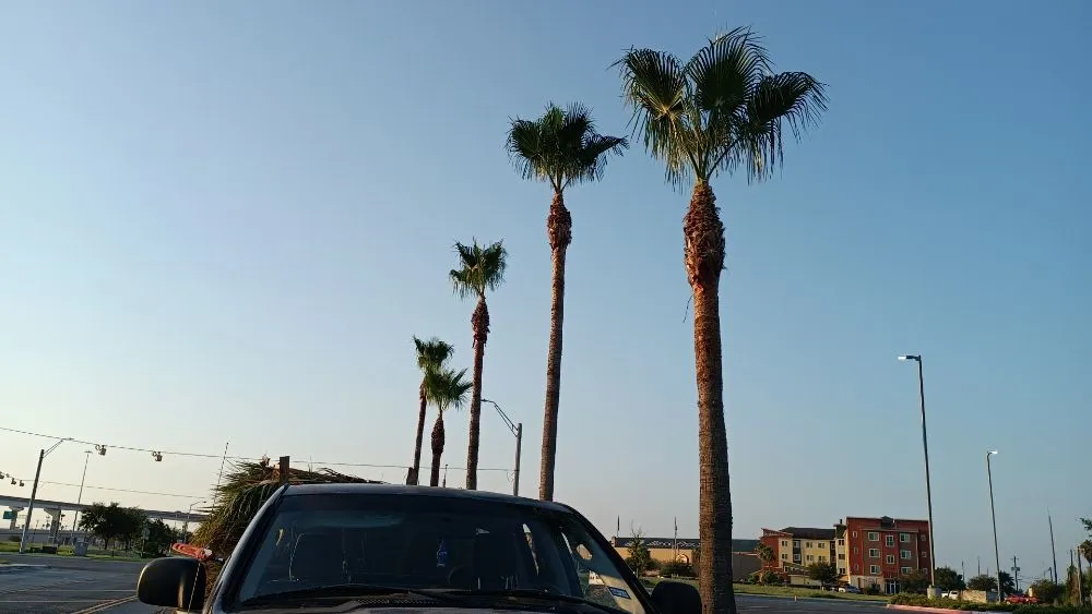 Expert yard maintenance in Harlingen, TX - Gordillo Tree Services and Landscaping