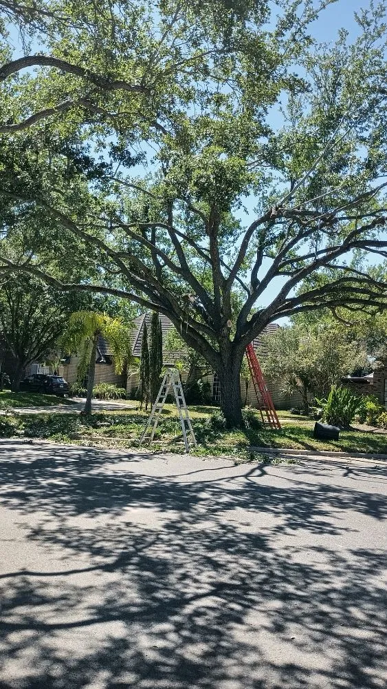 Top-rated yard maintenance in Harlingen, TX by Gordillo Tree Services and Landscaping