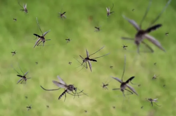 Gordon Services Logo