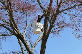 Affordable landscape installation in Fairfax, VA - Gordon W Frazier Tree Service