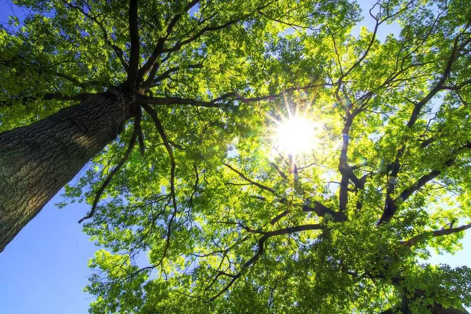 Reliable outdoor landscaping for residential properties in Fairfax, VA by Gordon W Frazier Tree Service