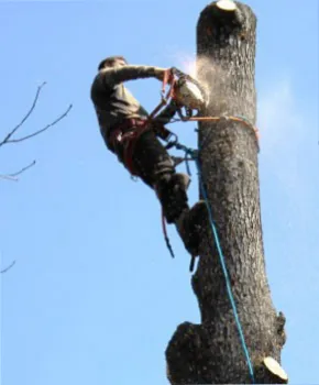 Top-rated yard cleanup service in Fairfax, VA by Gordon W Frazier Tree Service