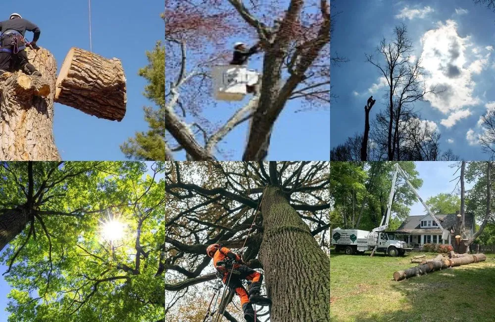 Professional garden landscaping for homes in Fairfax, VA by Gordon W Frazier Tree Service