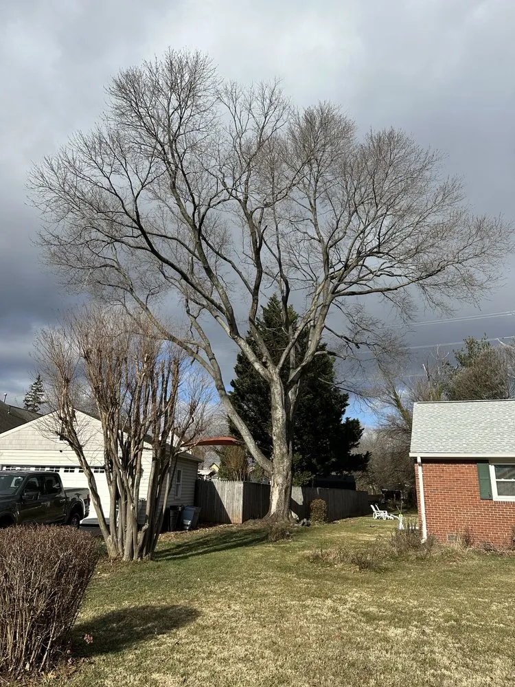 Top-rated yard maintenance in Fairfax, VA by Gordon W Frazier Tree Service