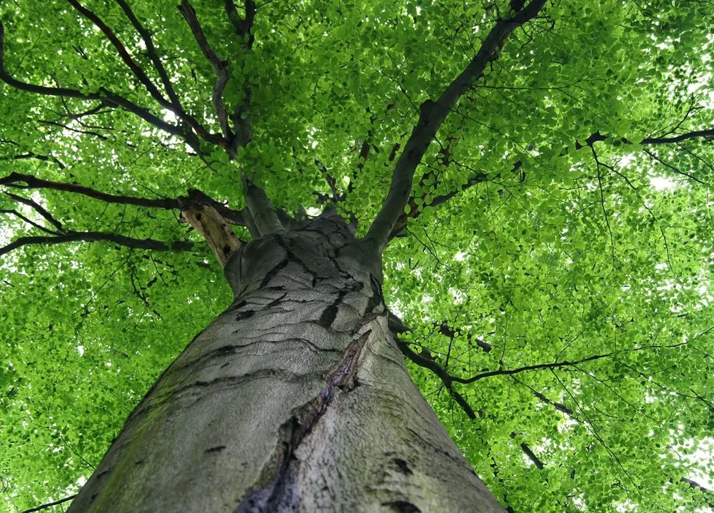 Local landscaping services experts serving Fairfax, VA - Gordon W Frazier Tree Service