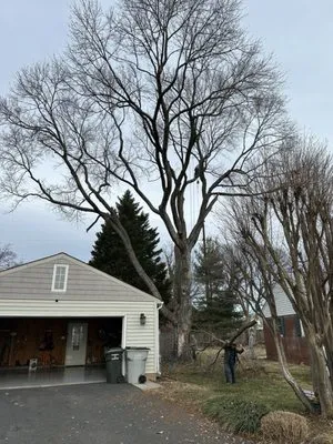 Gordon W Frazier Tree Service