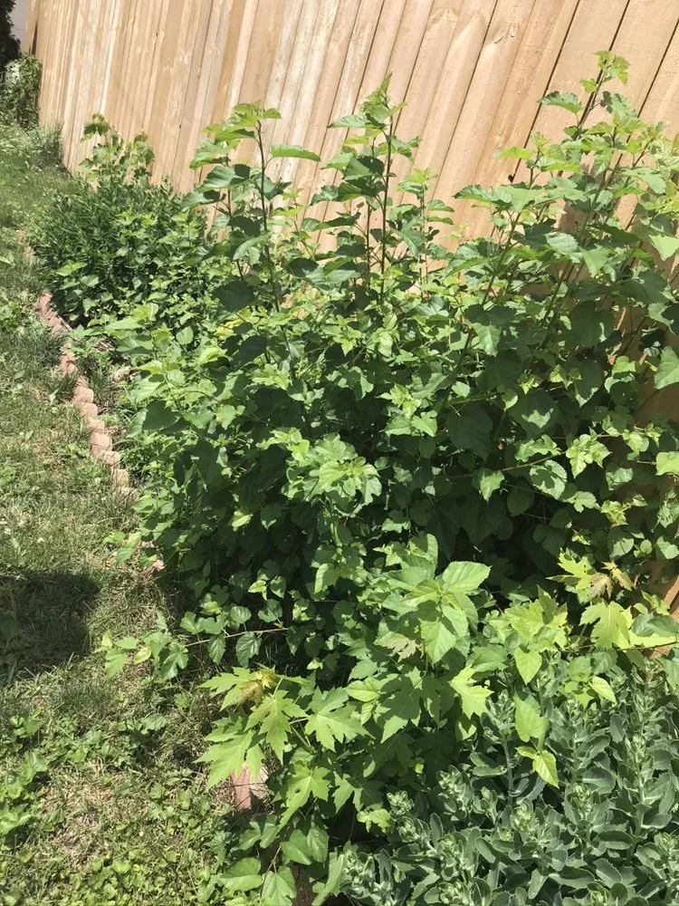 Expert outdoor landscaping in Chicago, IL - Gordons Class Lawncare & Snow Removal