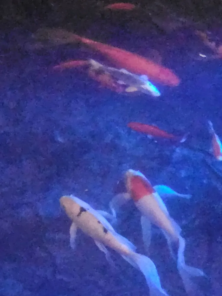 Custom yard cleanup service experts serving Lawton, OK - Gordon's Landscapes