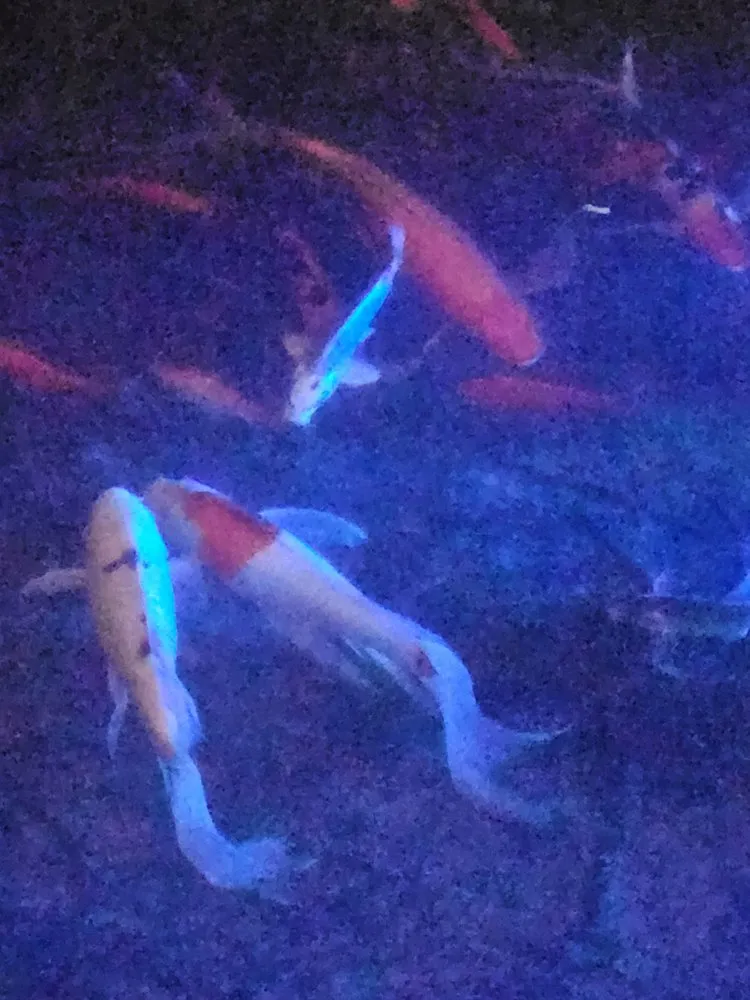 Top-rated landscape installation for outdoor upgrades in Lawton, OK by Gordon's Landscapes