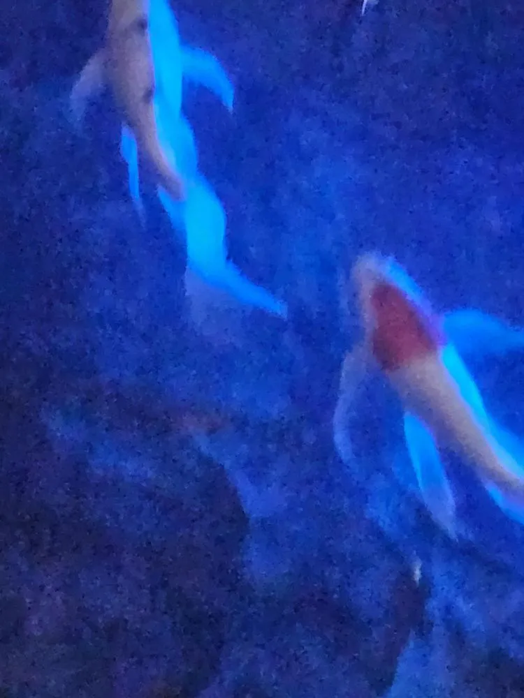 Expert landscape design in Lawton, OK by Gordon's Landscapes