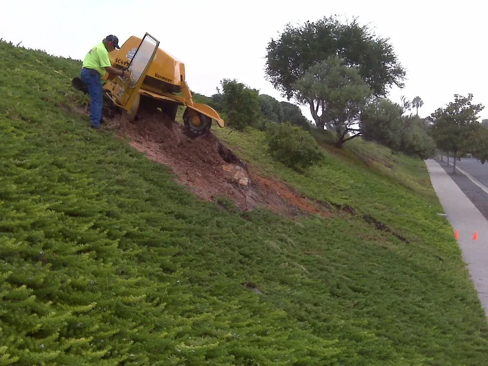 Trusted yard cleanup service in Santee, CA - Gordy's Stump Grinding