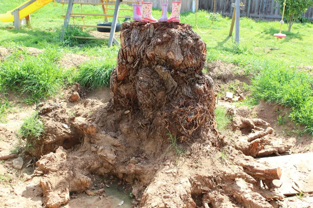 Trusted yard cleanup service for outdoor upgrades across Santee, CA - Gordy's Stump Grinding