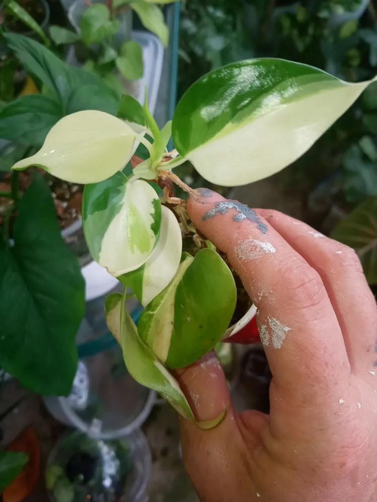 Professional landscape design in Portsmouth, OH - Gorgeous Greens