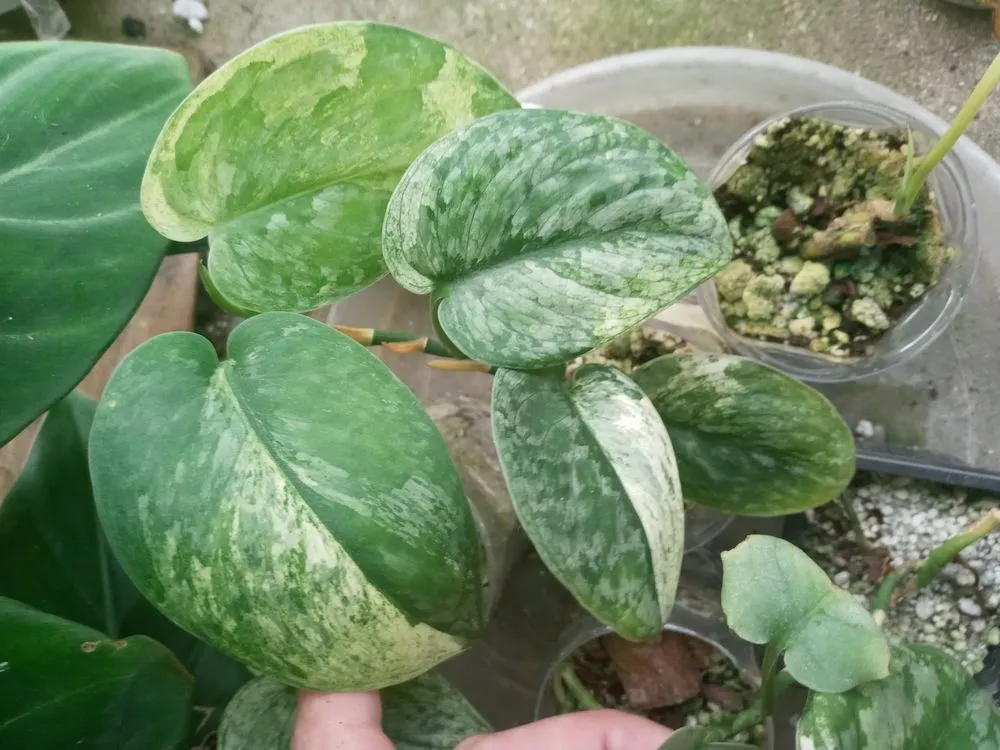 Local yard maintenance for year-round maintenance across Portsmouth, OH - Gorgeous Greens