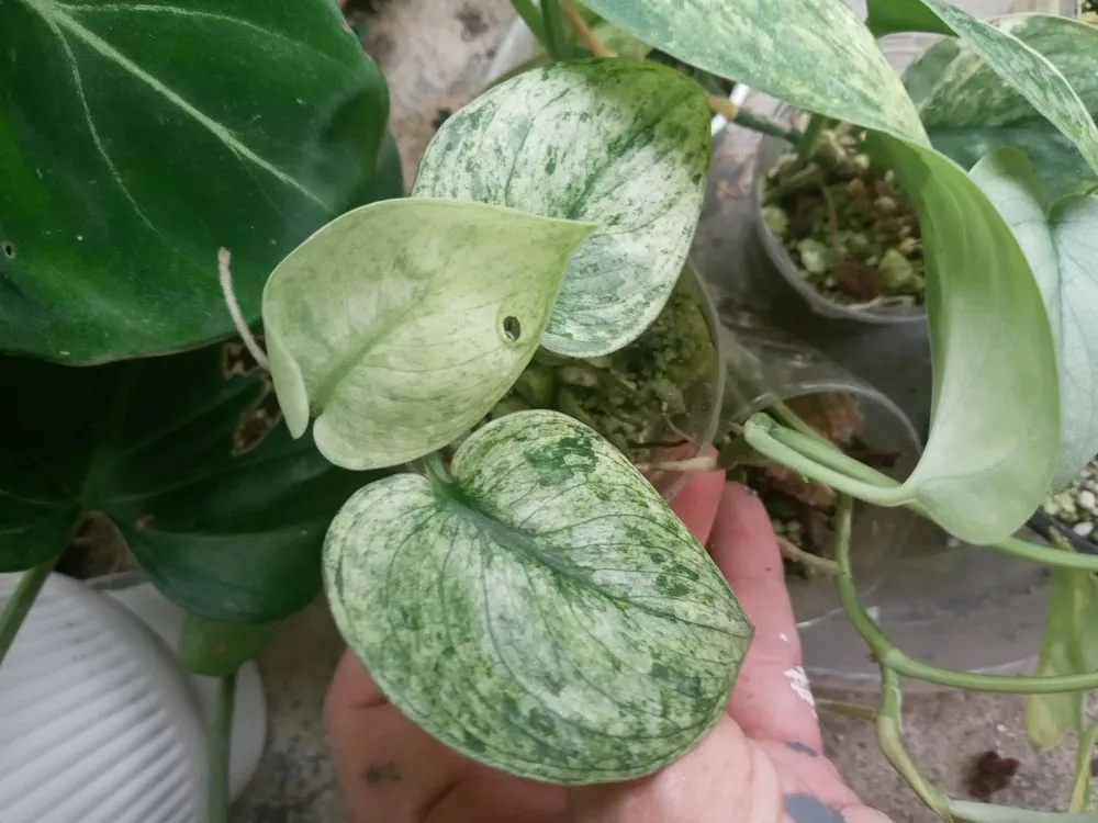 Reliable yard cleanup service for beautiful yards in Portsmouth, OH by Gorgeous Greens