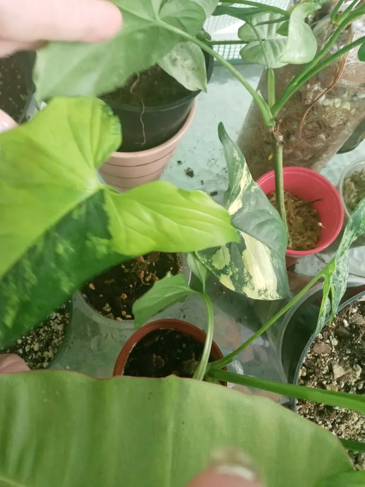 Trusted outdoor landscaping in Portsmouth, OH by Gorgeous Greens