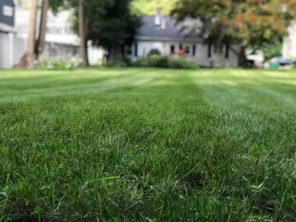 Local yard maintenance in Tarboro, NC - Gorham's Landscaping