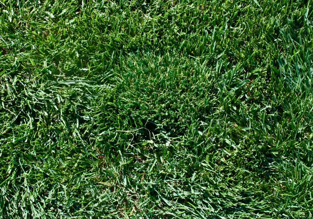 Local outdoor landscaping experts serving Dana Point, CA - Gorilla Grass