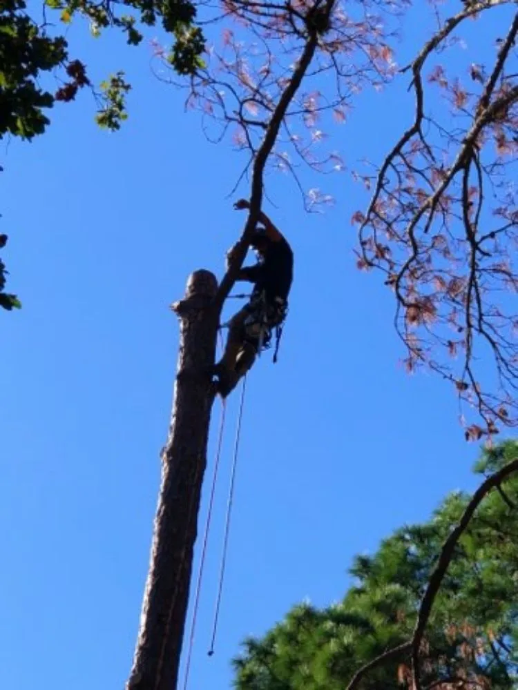 Custom yard maintenance in Onalaska, TX - Gorilla Greg's Tree Service