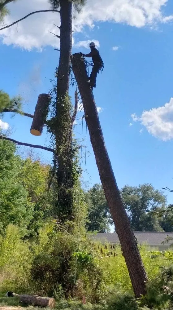 Professional landscaping services for year-round maintenance in Onalaska, TX by Gorilla Greg's Tree Service