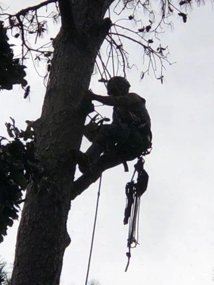 Expert lawn mowing service experts serving Onalaska, TX - Gorilla Greg's Tree Service