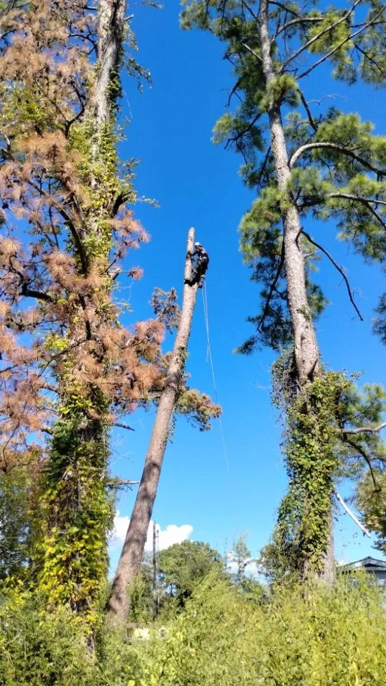 Professional garden landscaping for year-round maintenance across Onalaska, TX - Gorilla Greg's Tree Service
