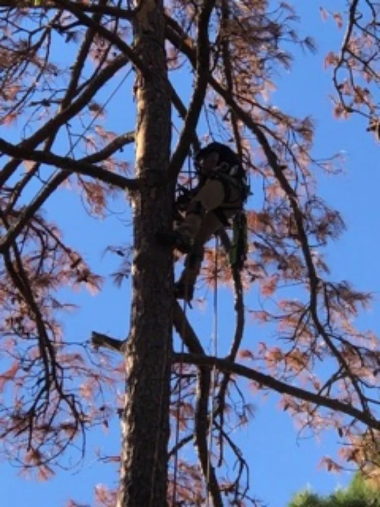 Reliable landscape installation for year-round maintenance in Onalaska, TX by Gorilla Greg's Tree Service