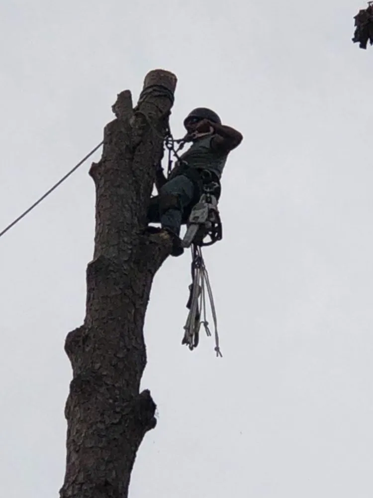 Affordable lawn care service experts serving Onalaska, TX - Gorilla Greg's Tree Service