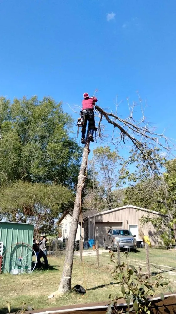 Custom lawn care service experts serving Onalaska, TX - Gorilla Greg's Tree Service