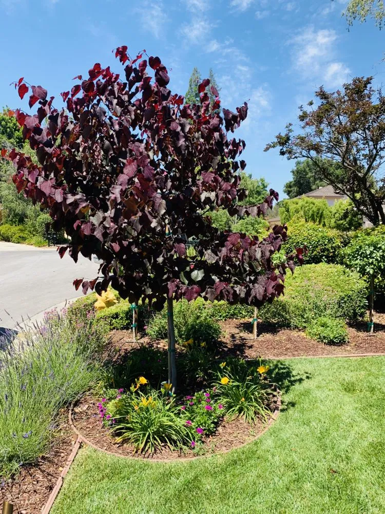 Local yard cleanup service for outdoor upgrades in Merced, CA by Gorilla Lawn & Landscape Care