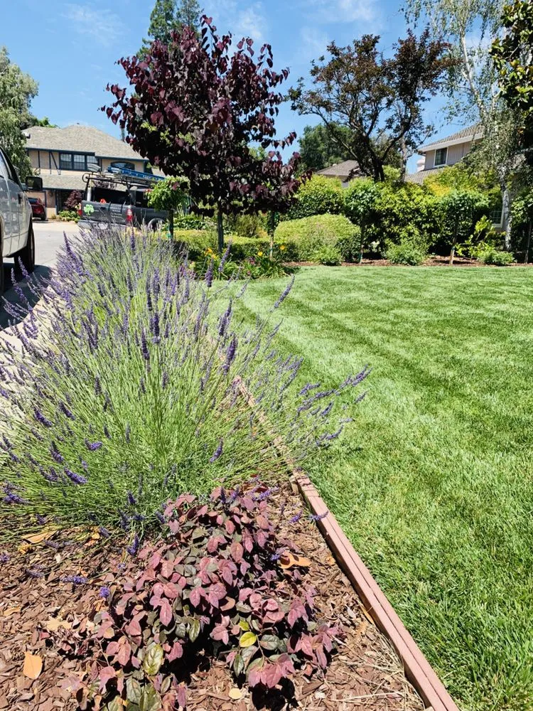 Reliable landscaping services in Merced, CA - Gorilla Lawn & Landscape Care