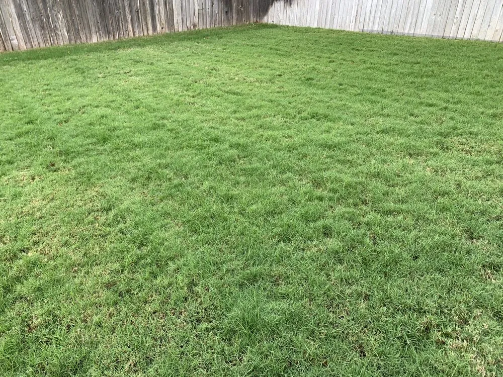 Expert yard maintenance with custom design in San Antonio, TX by Gorilla Tree & Lawn