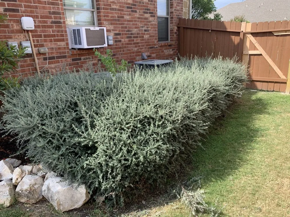 Local yard cleanup service for homes in San Antonio, TX by Gorilla Tree & Lawn