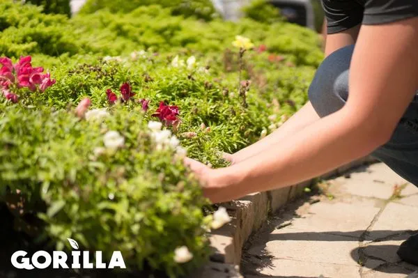 Gorilla Tree & Lawn Logo