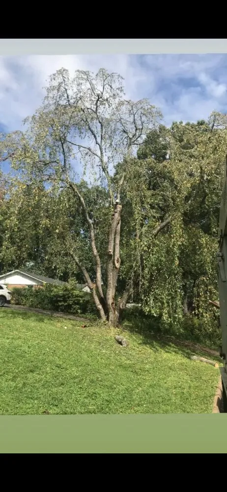 Top-rated landscape installation with custom design in Spotsylvania Courthouse, VA by Gorilla Tree Service