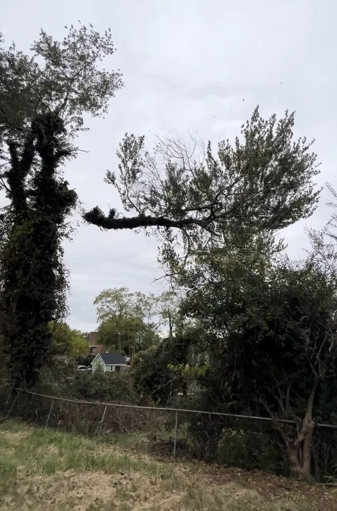 Reliable landscape installation in Spotsylvania Courthouse, VA - Gorilla Tree Service