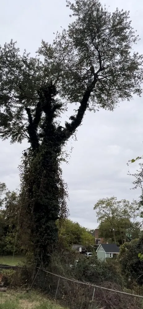 Top-rated landscaping services in Spotsylvania Courthouse, VA by Gorilla Tree Service