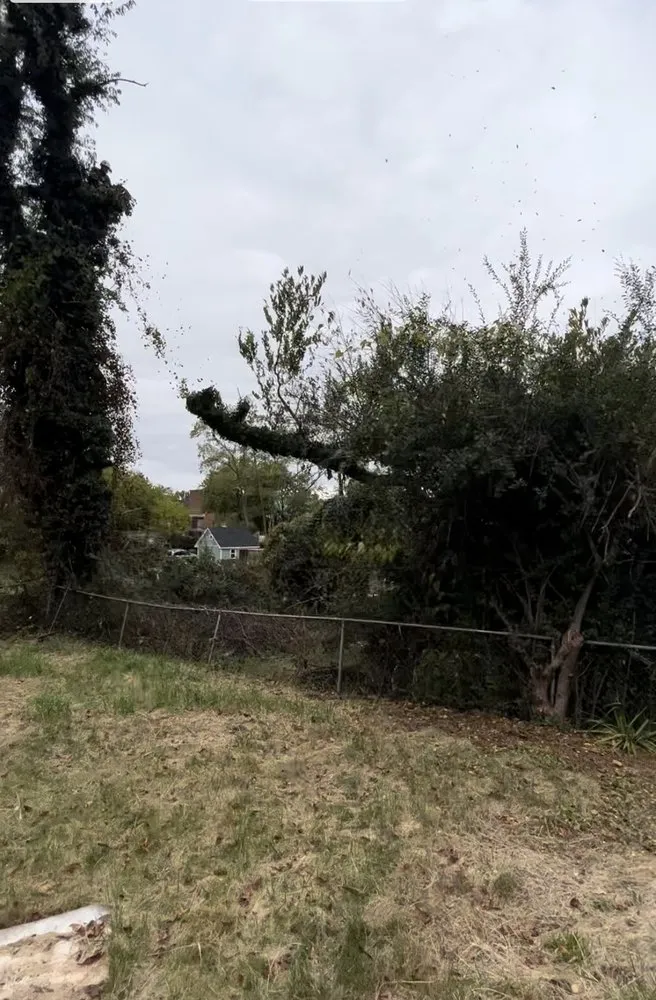 Affordable lawn mowing service for outdoor upgrades across Spotsylvania Courthouse, VA - Gorilla Tree Service