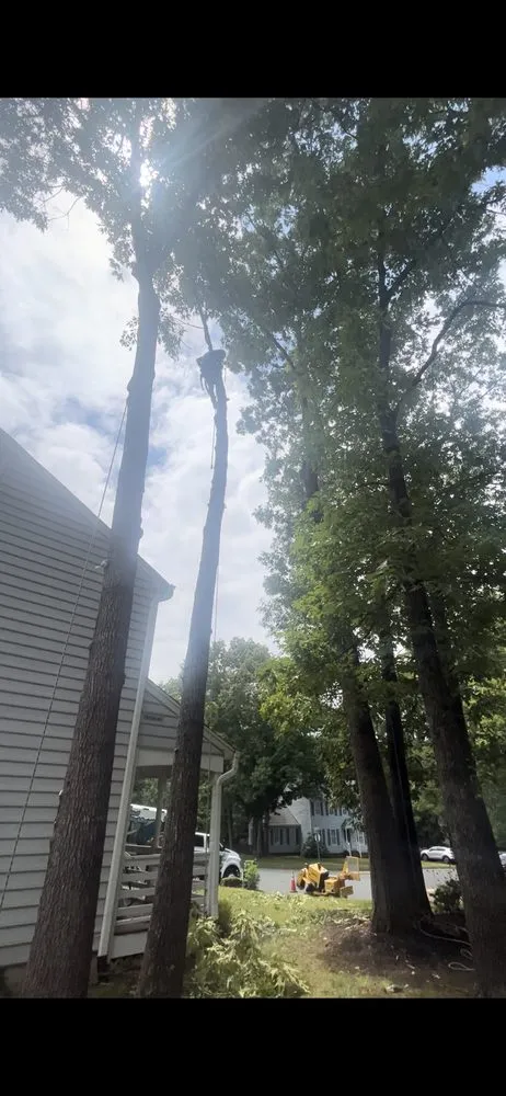 Affordable lawn care service experts serving Spotsylvania Courthouse, VA - Gorilla Tree Service